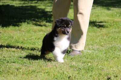 Les chiots de Berger Australien