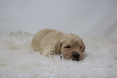 Les chiots de Golden Retriever