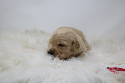 Les chiots de Golden Retriever