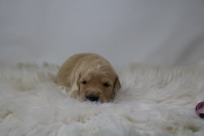 Les chiots de Golden Retriever