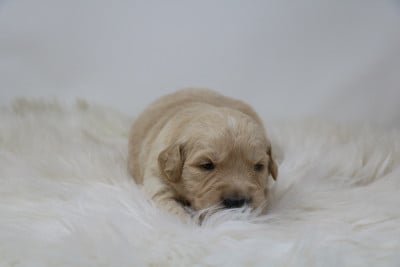 Les chiots de Golden Retriever