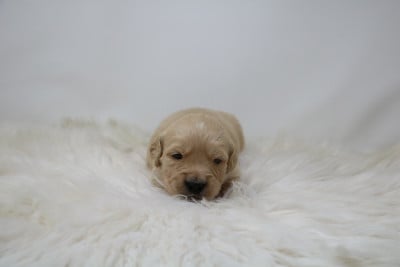 Les chiots de Golden Retriever