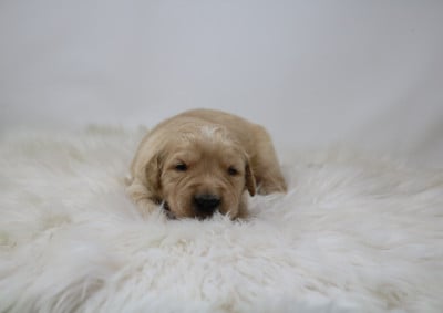 Les chiots de Golden Retriever