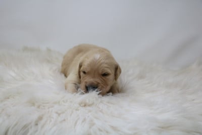 Les chiots de Golden Retriever
