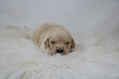 Les chiots de Golden Retriever