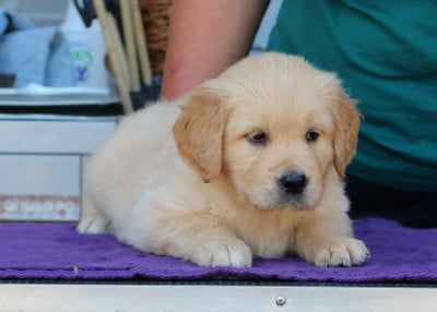 Les chiots de Golden Retriever