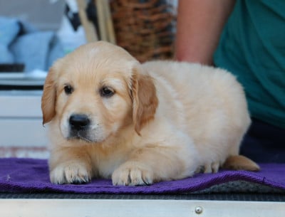 Les chiots de Golden Retriever