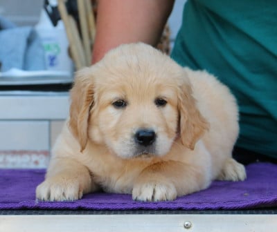Les chiots de Golden Retriever