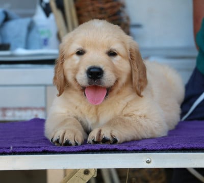 Les chiots de Golden Retriever