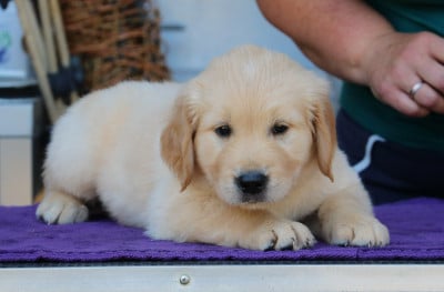 Les chiots de Golden Retriever