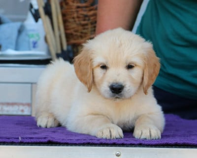 Les chiots de Golden Retriever