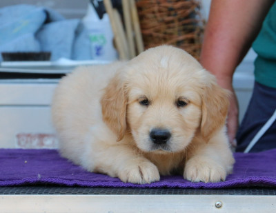 Les chiots de Golden Retriever
