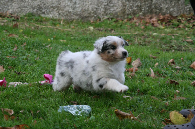 Les chiots de Berger Australien