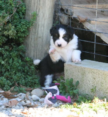 Les chiots de Berger Australien