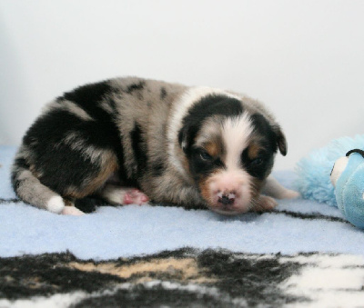 Les chiots de Berger Australien