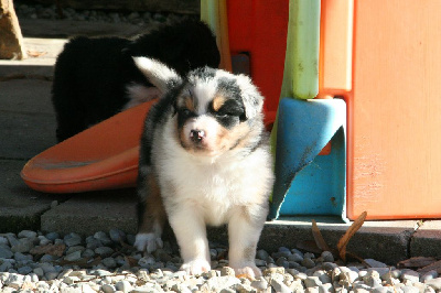 Les chiots de Berger Australien