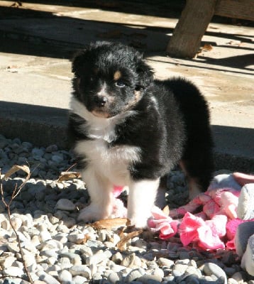 Les chiots de Berger Australien