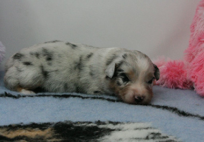Les chiots de Berger Australien
