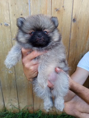 Les chiots de Spitz allemand