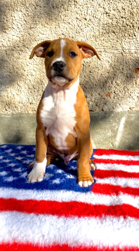 CHIOT - American Staffordshire Terrier
