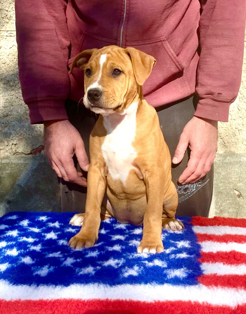 CHIOT - American Staffordshire Terrier