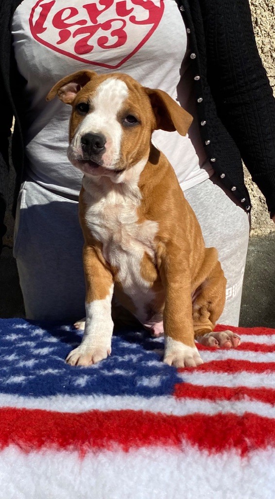 CHIOT - American Staffordshire Terrier