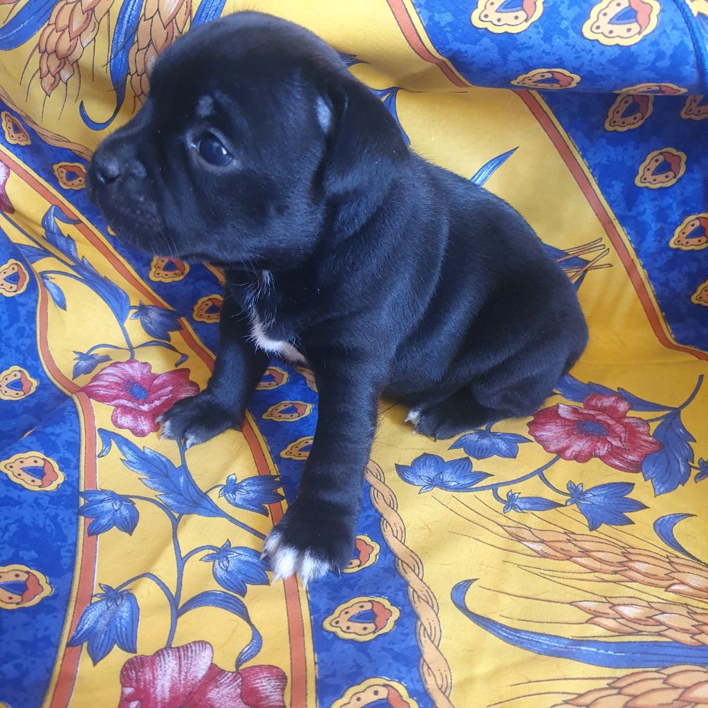 Chiot Staffordshire Bull Terrier CHIOT 1 Legacy Staffords