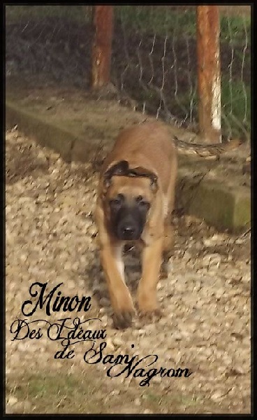 Minion collier blanc