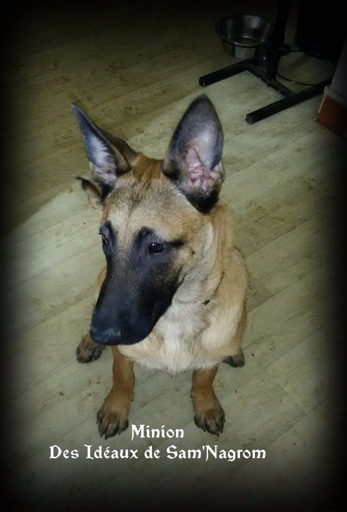 Minion collier blanc