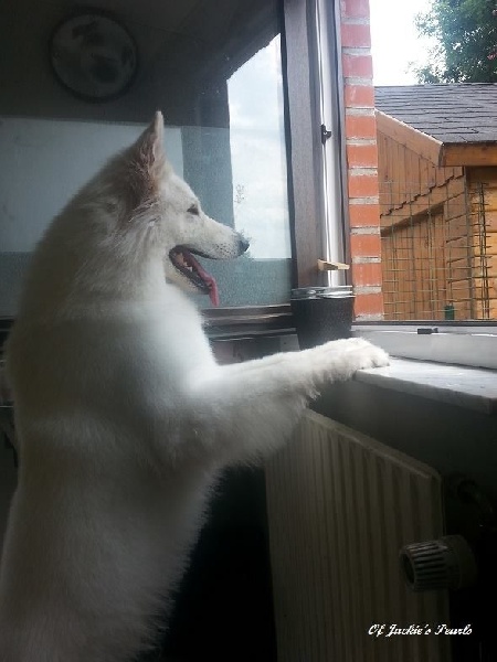 Publication : Of Jackie's Pearls