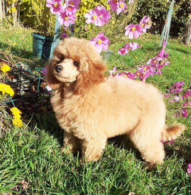 Les chiots de Caniche