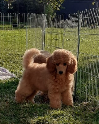 Les chiots de Caniche