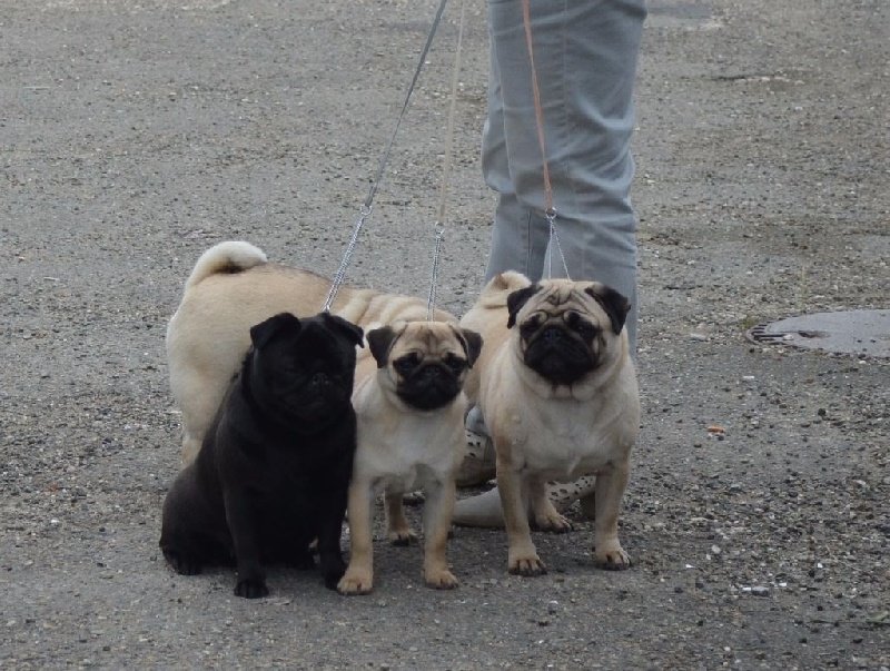 Houlaoop (Sans Affixe) - CACS .Meilleur de sexe opposé