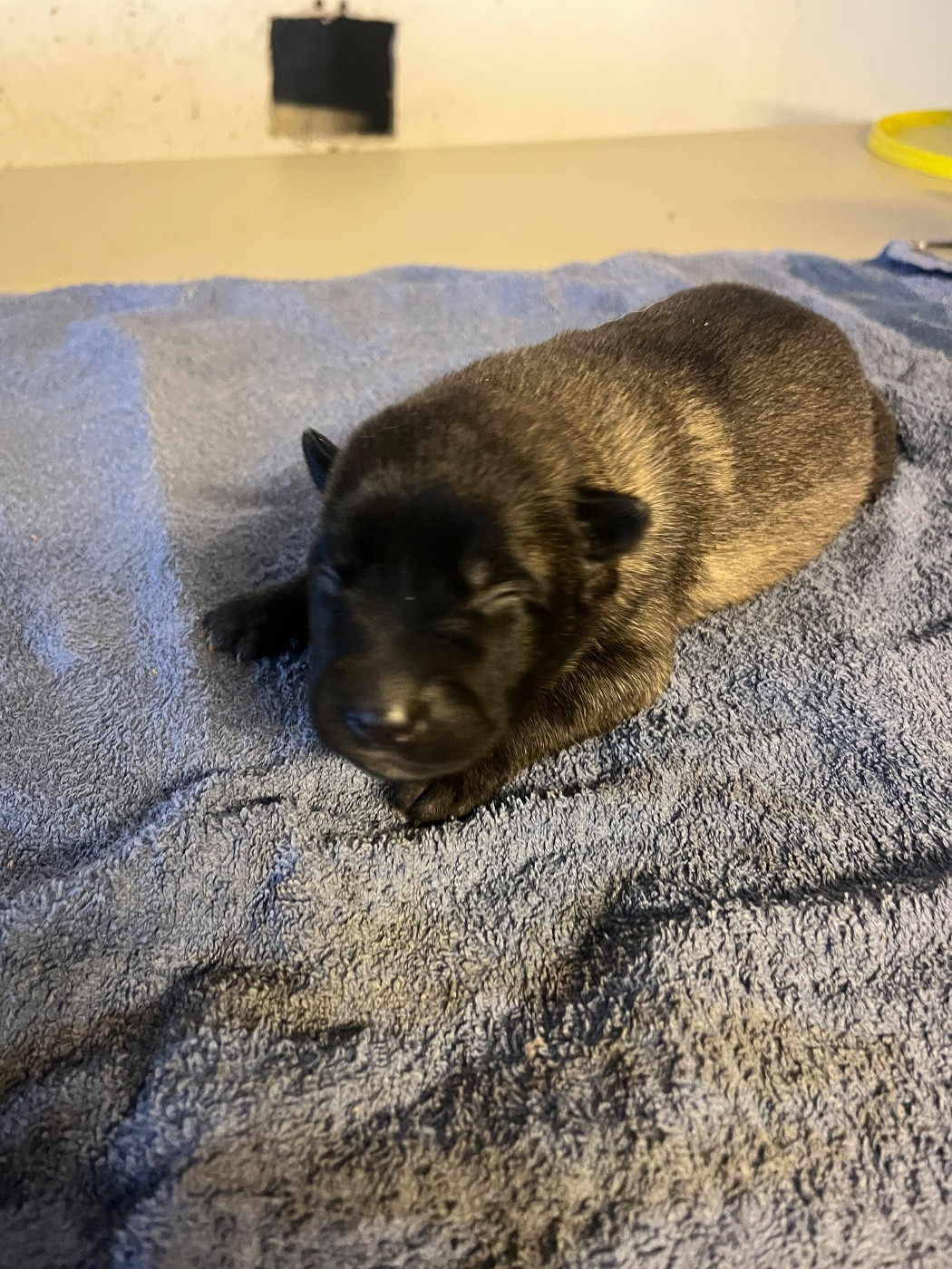 CHIOT 2 - Berger Belge