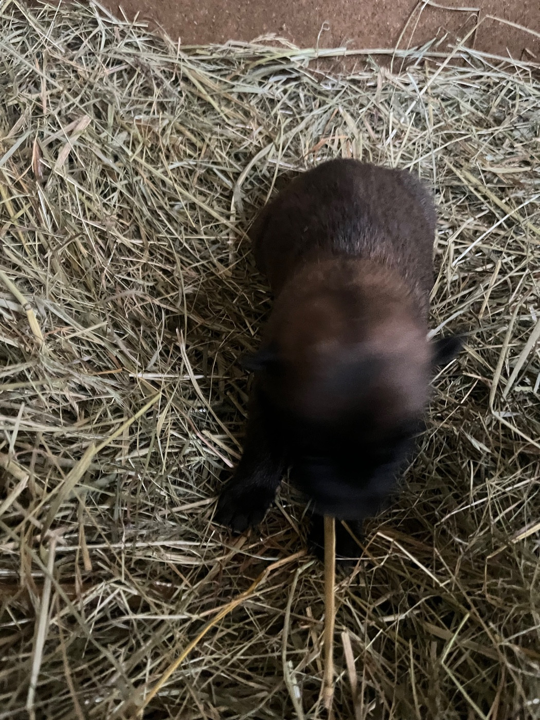 CHIOT 3 - Berger Belge