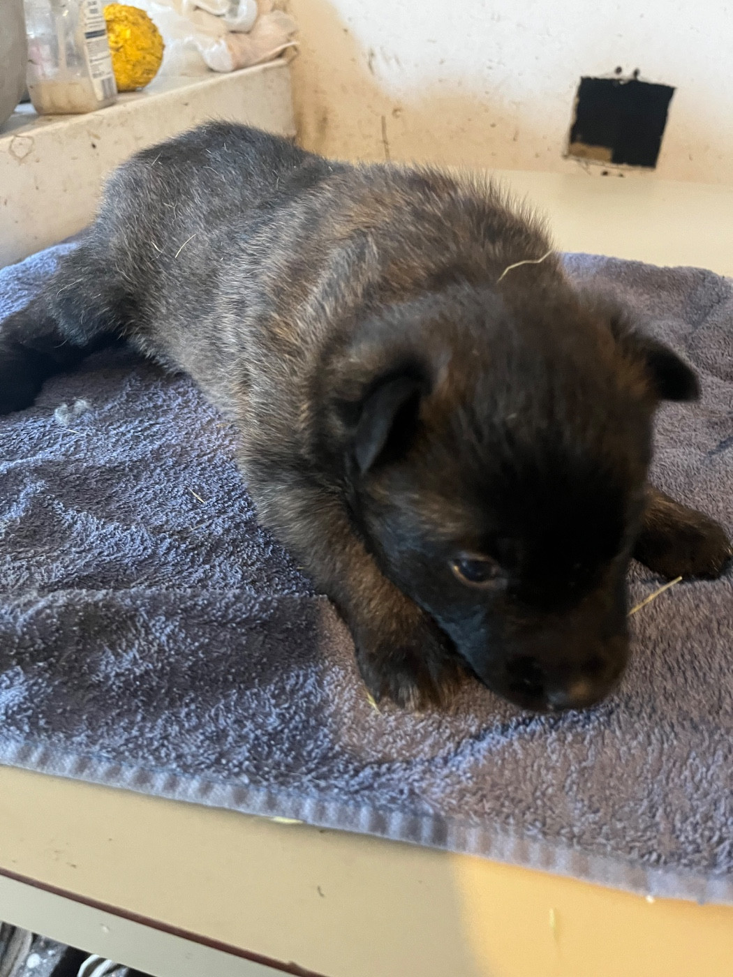 CHIOT 4 - Berger Belge