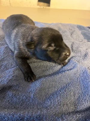 Les chiots de Berger Belge