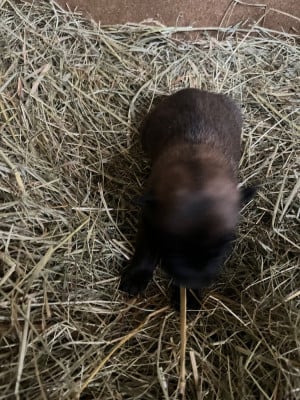 Les chiots de Berger Belge