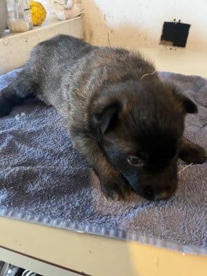 Les chiots de Berger Belge