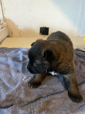 Les chiots de Berger Belge