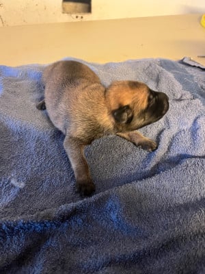 Les chiots de Berger Belge