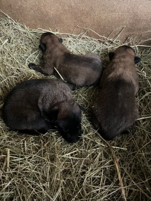 Les chiots de Berger Belge