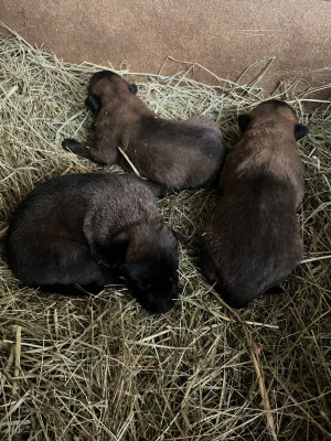 Les chiots de Berger Belge