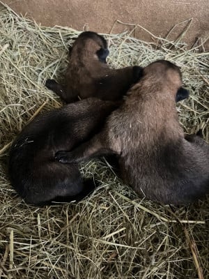 Les chiots de Berger Belge