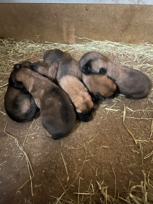 Les chiots de Berger Belge