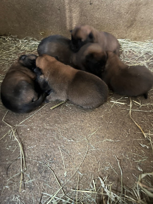 Les chiots de Berger Belge