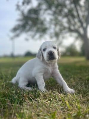 Les chiots de Setter Anglais