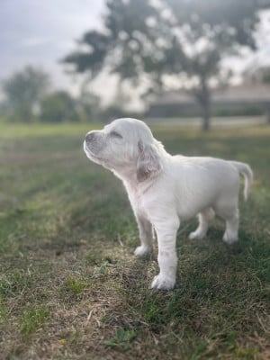 Les chiots de Setter Anglais