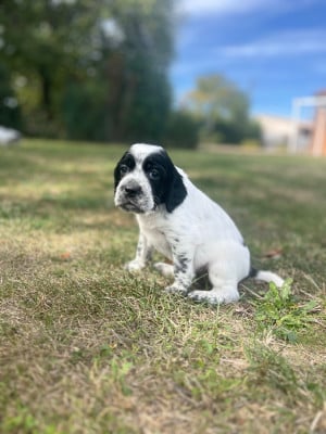 Les chiots de Setter Anglais