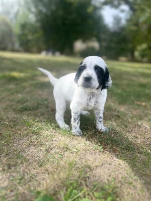 Les chiots de Setter Anglais